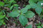 Green trillium